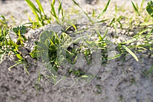 Young potato on soil cover. Plant close-up. The green shoots of young potato plants sprouting from the clay in the