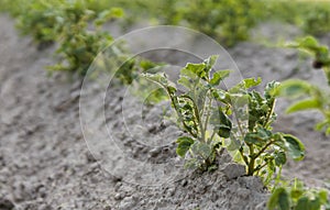 Young potato on soil cover. Plant close-up. The green shoots of young potato plants sprouting from the clay in the