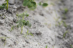 Young potato on soil cover. Plant close-up. The green shoots of young potato plants sprouting from the clay in the