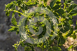 Young potato on soil cover. Plant close-up. The green shoots of young potato plants sprouting from the clay in the