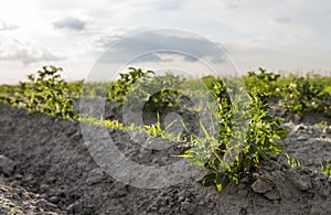 Young potato on soil cover. Plant close-up. The green shoots of young potato plants sprouting from the clay in the