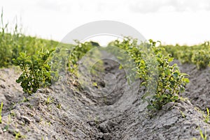 Young potato on soil cover. Plant close-up. The green shoots of young potato plants sprouting from the clay in the