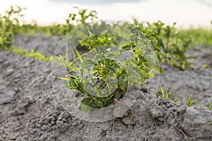 Young potato on soil cover. Plant close-up. The green shoots of young potato plants sprouting from the clay in the