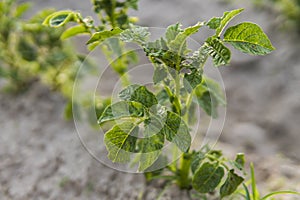 Young potato on soil cover. Plant close-up. The green shoots of young potato plants sprouting from the clay in the