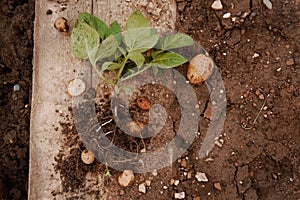 Young potato on soil cover. Plant close-up.Organic Potato Cultivation.Fresh potato vegetable with tubers in soil dirt