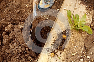 Young potato on soil cover. Plant close-up.Organic Potato Cultivation.Fresh potato vegetable with tubers in soil dirt