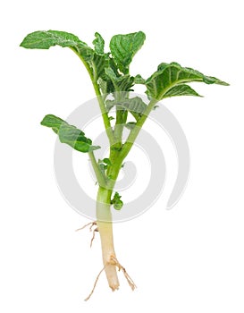 Young potato sprout
