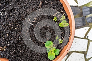 Young potato sprouts growing out of a container planter garden, on a patio. Leaves of potato flowers coming out of soil