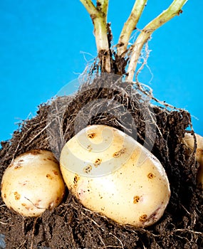 Young potato tubers in soil