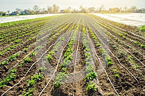 Young potatoes growing in the field are connected to drip irrigation. Agriculture landscape. Rural plantations. Farmland Farming. photo