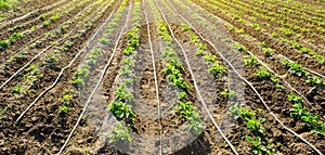 Young potatoes growing in the field are connected to drip irrigation. Agriculture landscape. Rural plantations. Farmland Farming.