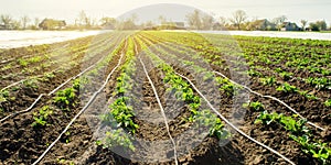 Young potatoes growing in the field are connected to drip irrigation. Agriculture landscape. Rural plantations. Farmland Farming.