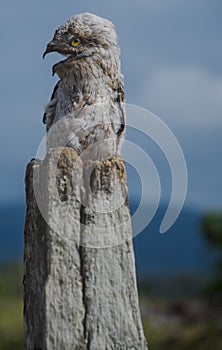 Young potoo (Nyctibius griseus)