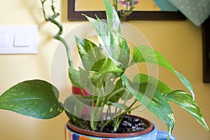 Young Potos, indoor climbing plant