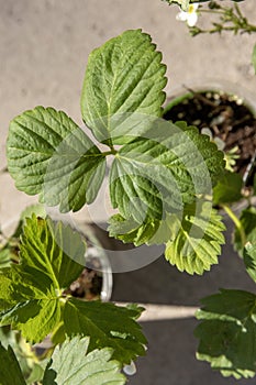 Young potted strawberry plant in a small container ready for planting