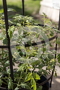 Young potted tomato plant with a supporting cage