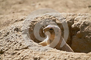 Young prairie dog