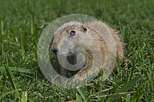 Young Prairie Dog