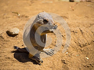 Young Prairie Dog in Dirt Eating, Paws at Face