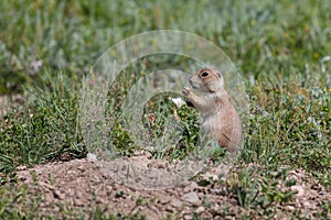 Young Prairie Dog Eating