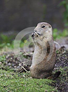 Young prairie dog eating