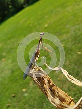 Young praying mantis on corn