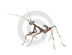 Young praying Mantis - Miomantis binotata, isolated on white