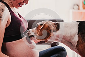 young pregnant woman at home practicing yoga sport. cute beagle dog besides licking belly