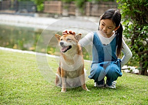 Young pretty Asian girl sitting and teasing hand to Brown Shiba dog on grass field