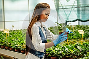 Young pretty Asian woman agronomist with tablet working in greenhouse inspecting the plants