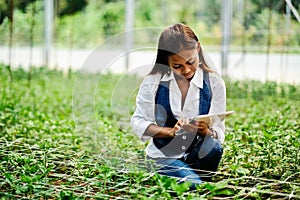 Young pretty Asian woman agronomist with tablet working in greenhouse inspecting the plants