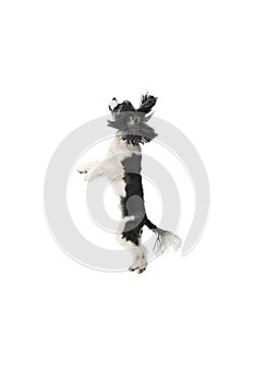 Young pretty little cute dog, purebred Cavapoo puppy with white-black fur jumping against white studio background.