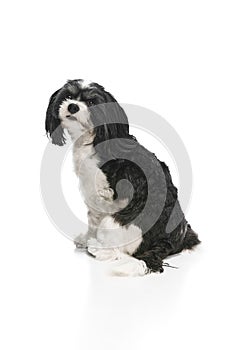 Young pretty little cute dog, purebred Cavapoo puppy with white-black fur sitting against white studio background.
