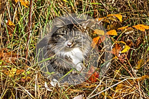 Young, pretty Norwegian forest cat sits between grass and autumn leaves on a sunny day in Sweden