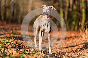 young pretty whippet bitch in the light forest,