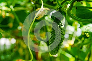 Young prickle cucumber hanging on vine in greenhouse