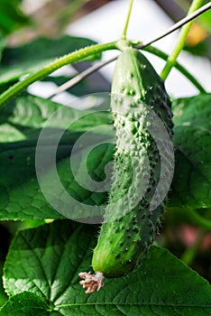 Young prickle hanging on vine in greenhouse