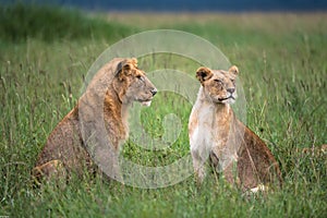 Young pride of Lions (Serengeti, Tanzania)