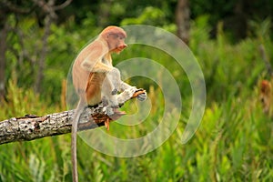 Young Proboscis monkey sitting on a tree, Borneo