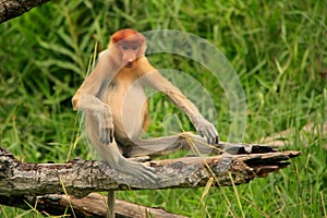 Young Proboscis monkey sitting on a tree, Borneo
