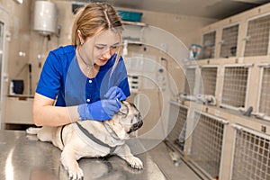 Young professional female veterinarian doctor clean ears of pug dog in veterinary clinic