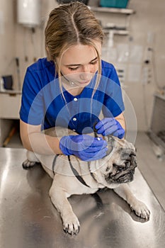 Young professional female veterinarian doctor clean ears of pug dog in veterinary clinic