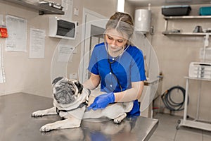 Young professional female veterinarian doctor exam pug dog with stethoscope