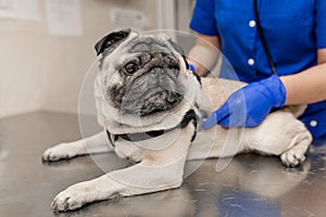 Young professional female veterinarian doctor exam pug dog with stethoscope