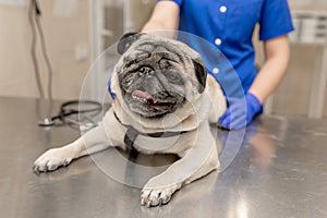 Young professional female veterinarian doctor hold pug dog before exam in veterinary clinic