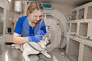 Young professional female veterinarian doctor hold pug dog before exam in veterinary clinic