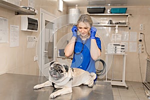 Young professional female veterinarian doctor hold pug dog before exam in veterinary clinic