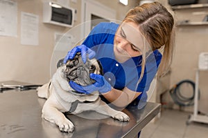 Young professional female veterinarian doctor hold pug dog before exam in veterinary clinic