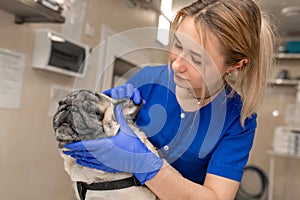 Young professional female veterinarian doctor try check teeth of pug dog in veterinary clinic, but dog don`t like it