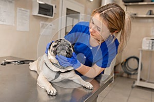 Young professional female veterinarian doctor try check teeth of pug dog in veterinary clinic, but dog don`t like it